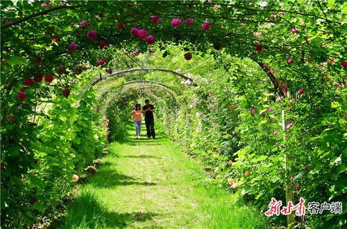 慶陽“一工程一行動” 為生態建設加碼 打造休閑觀光新標桿